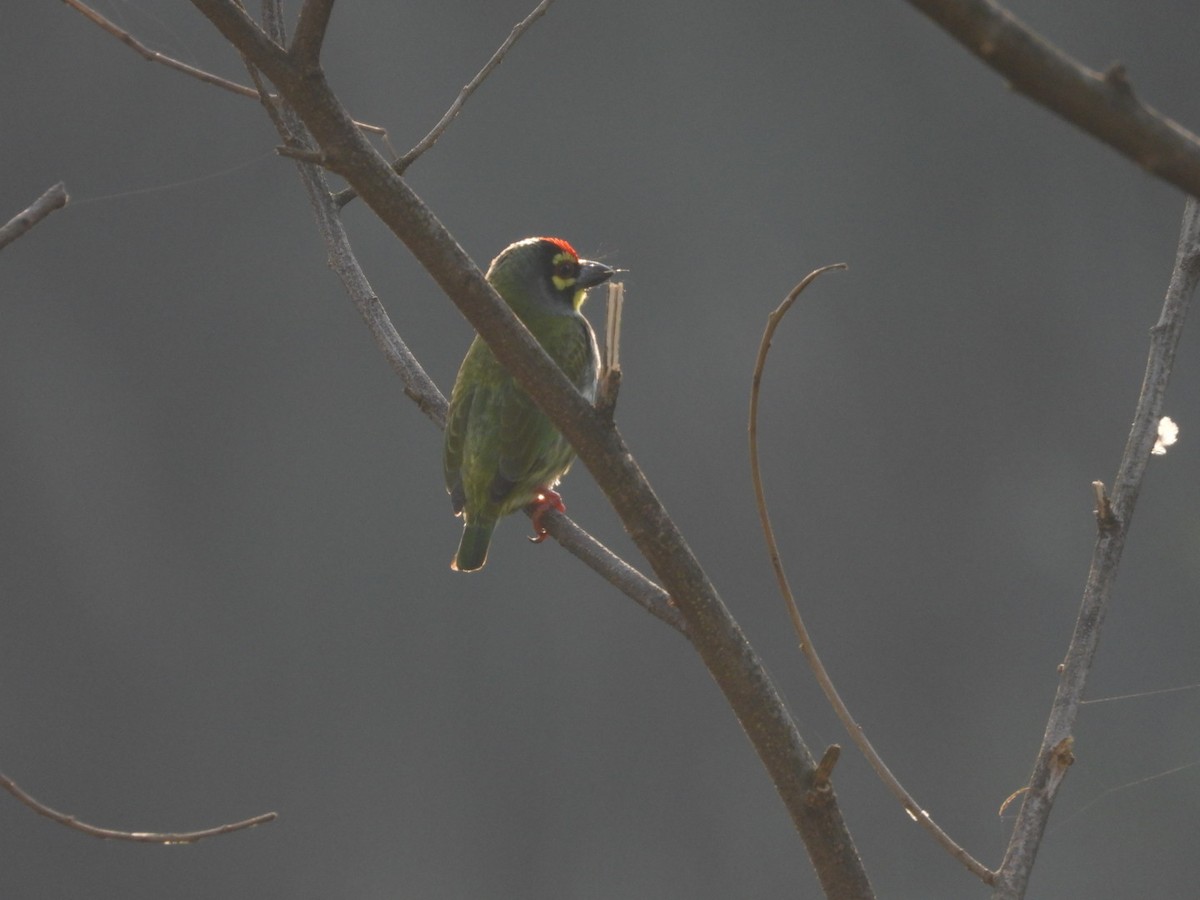 Coppersmith Barbet - ML645314059