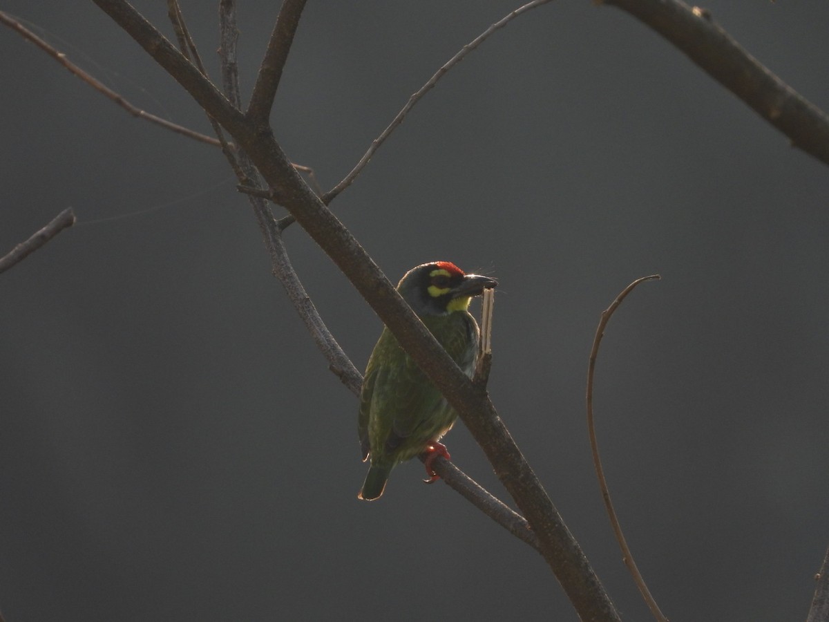 Coppersmith Barbet - ML645314060