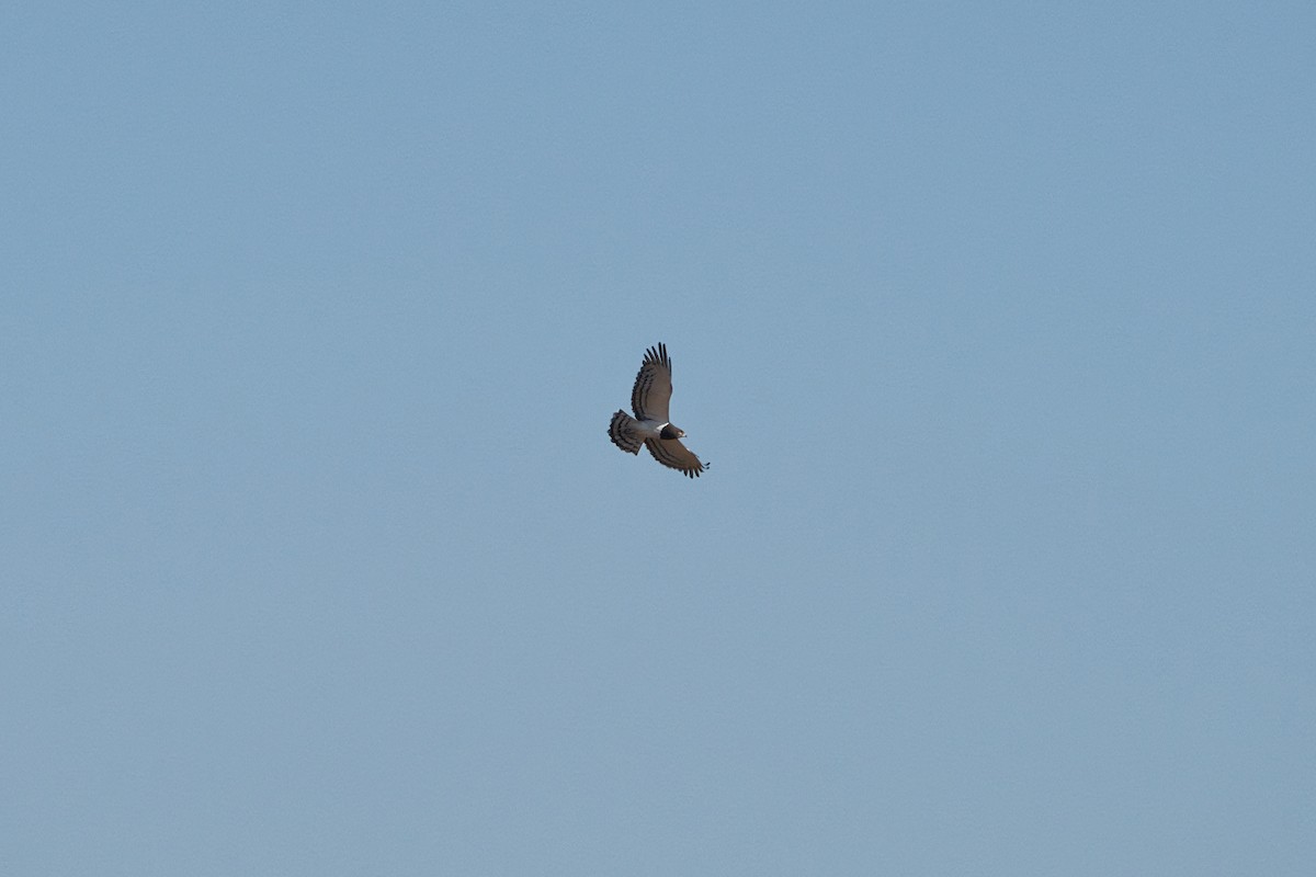 Black-chested Snake-Eagle - ML645314061