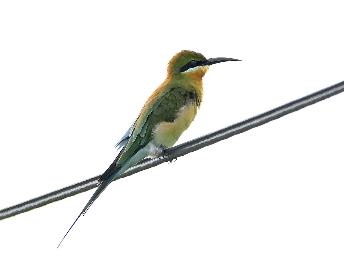 Blue-tailed Bee-eater - ML645314062