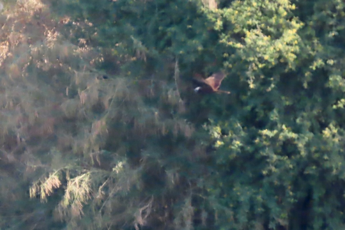 Western Marsh Harrier - ML645314066