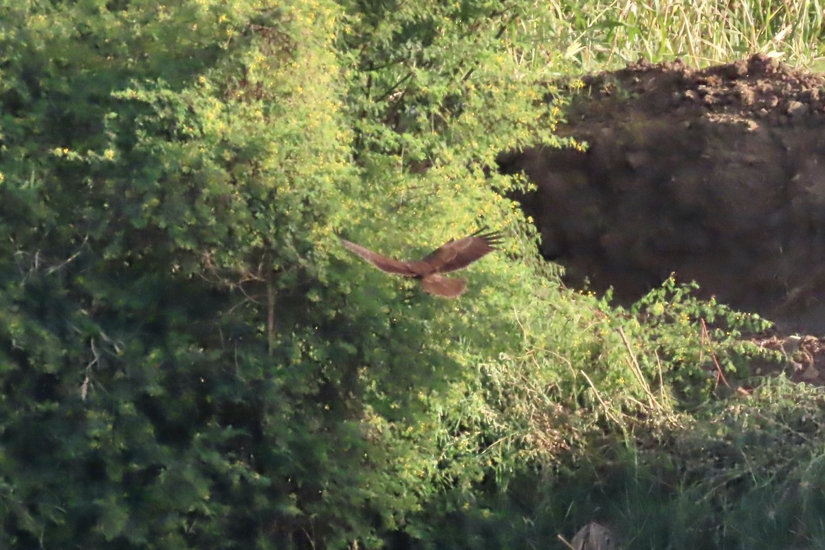Western Marsh Harrier - ML645314067