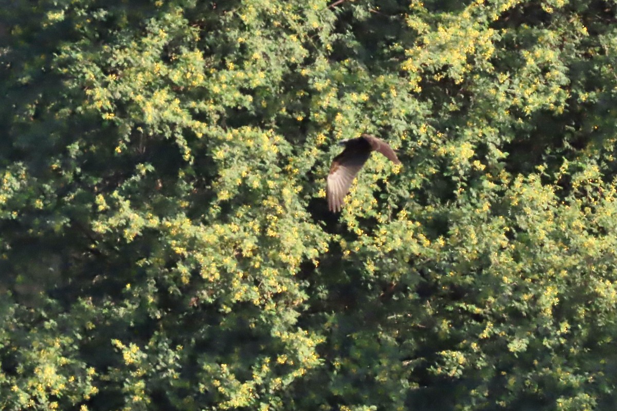 Western Marsh Harrier - ML645314068