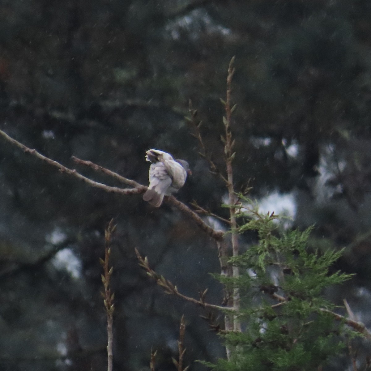 Common Wood-Pigeon - ML645314069