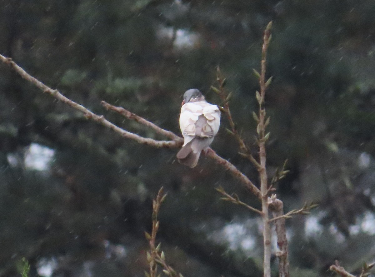 Common Wood-Pigeon - ML645314070