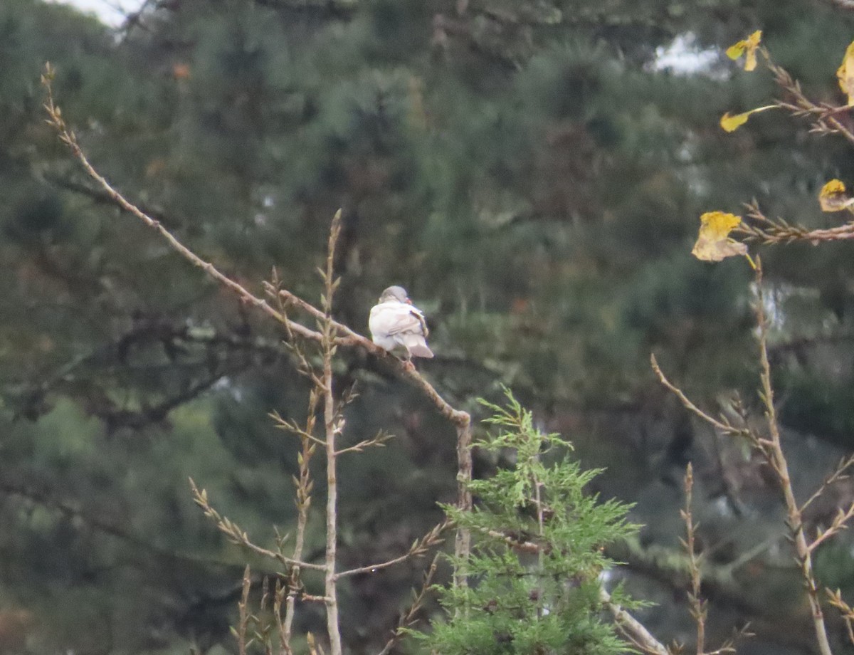 Common Wood-Pigeon - ML645314071