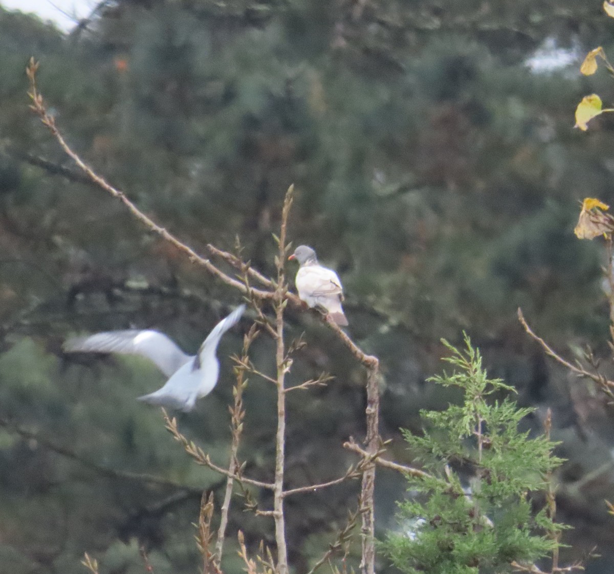Common Wood-Pigeon - ML645314073