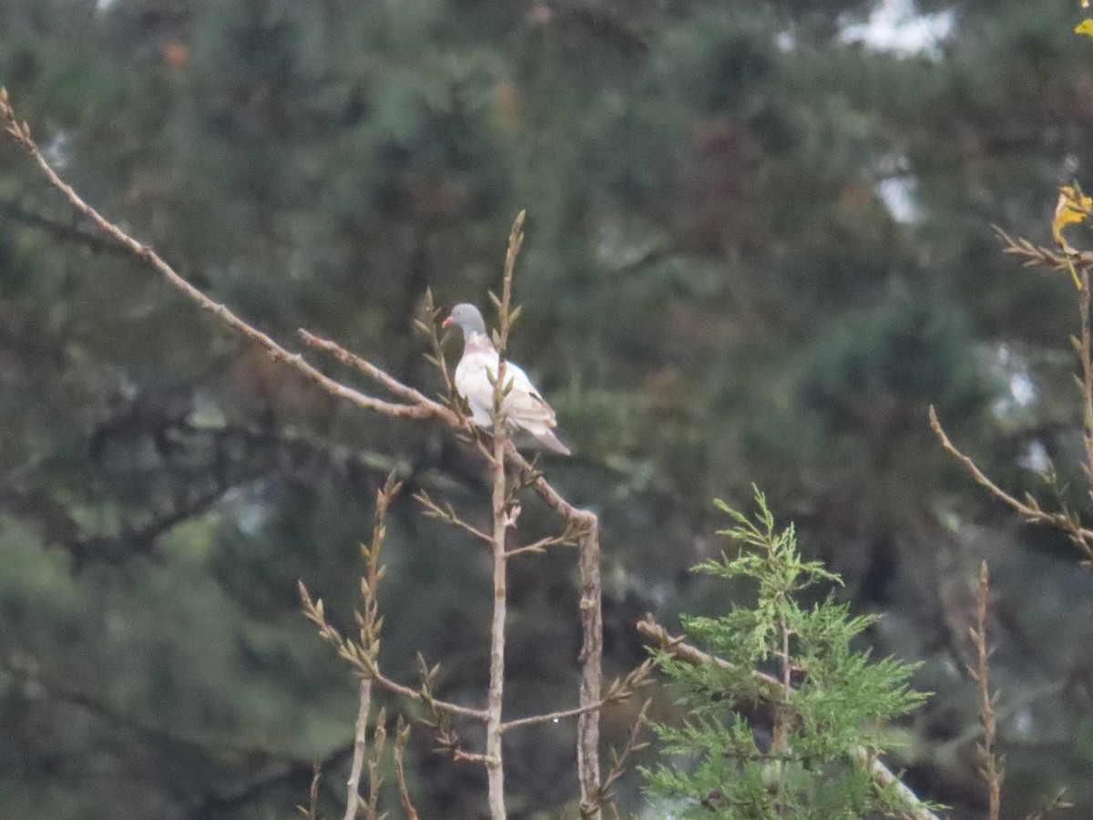 Common Wood-Pigeon - ML645314074