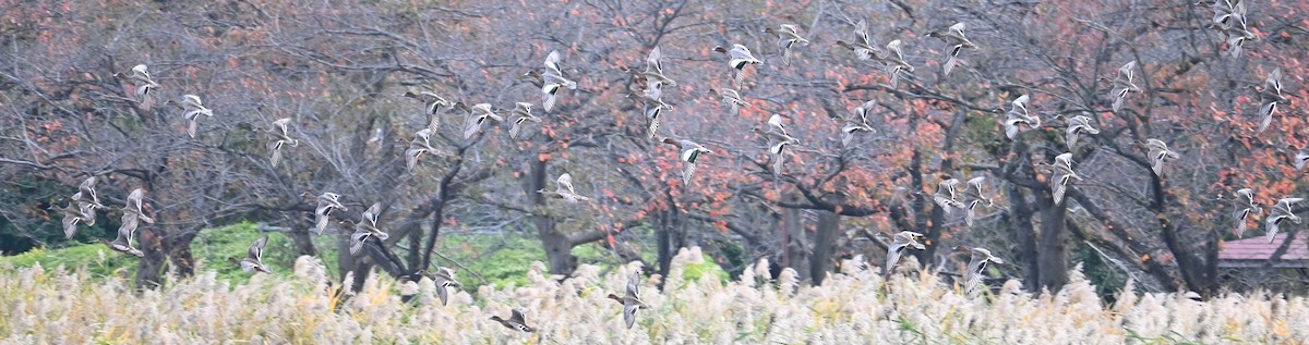 Eurasian Wigeon - ML645314075