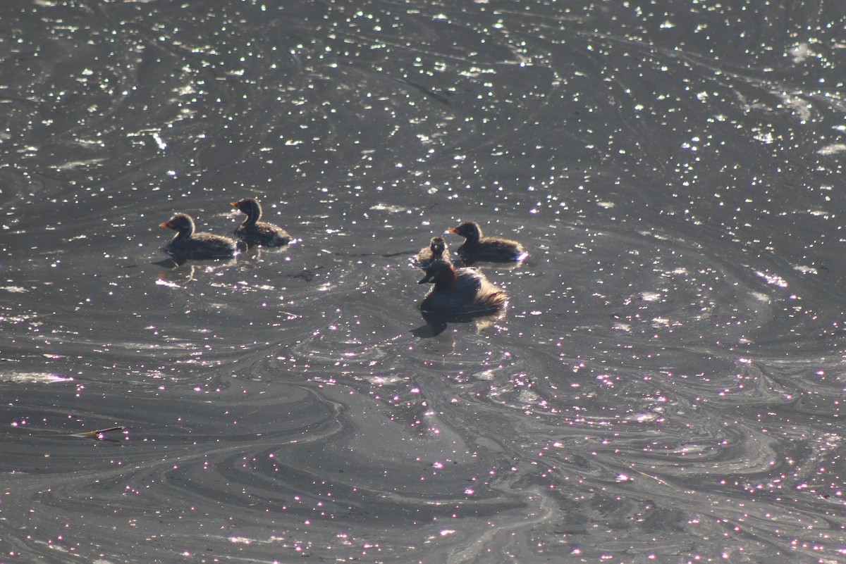 Little Grebe - ML645314076