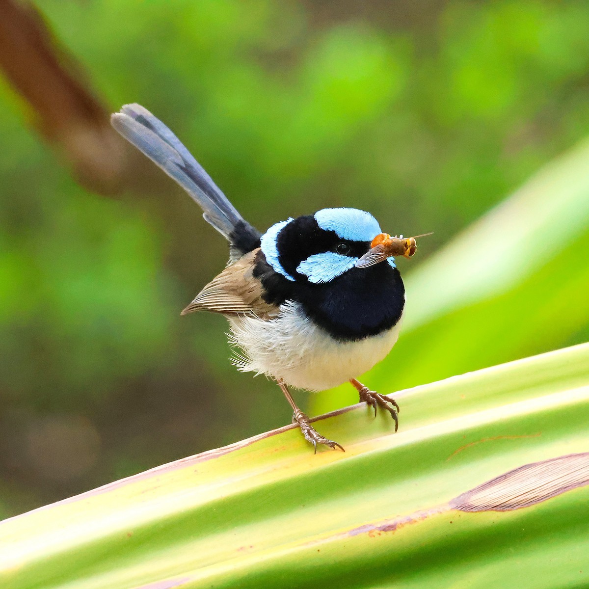 Superb Fairywren - ML645314078