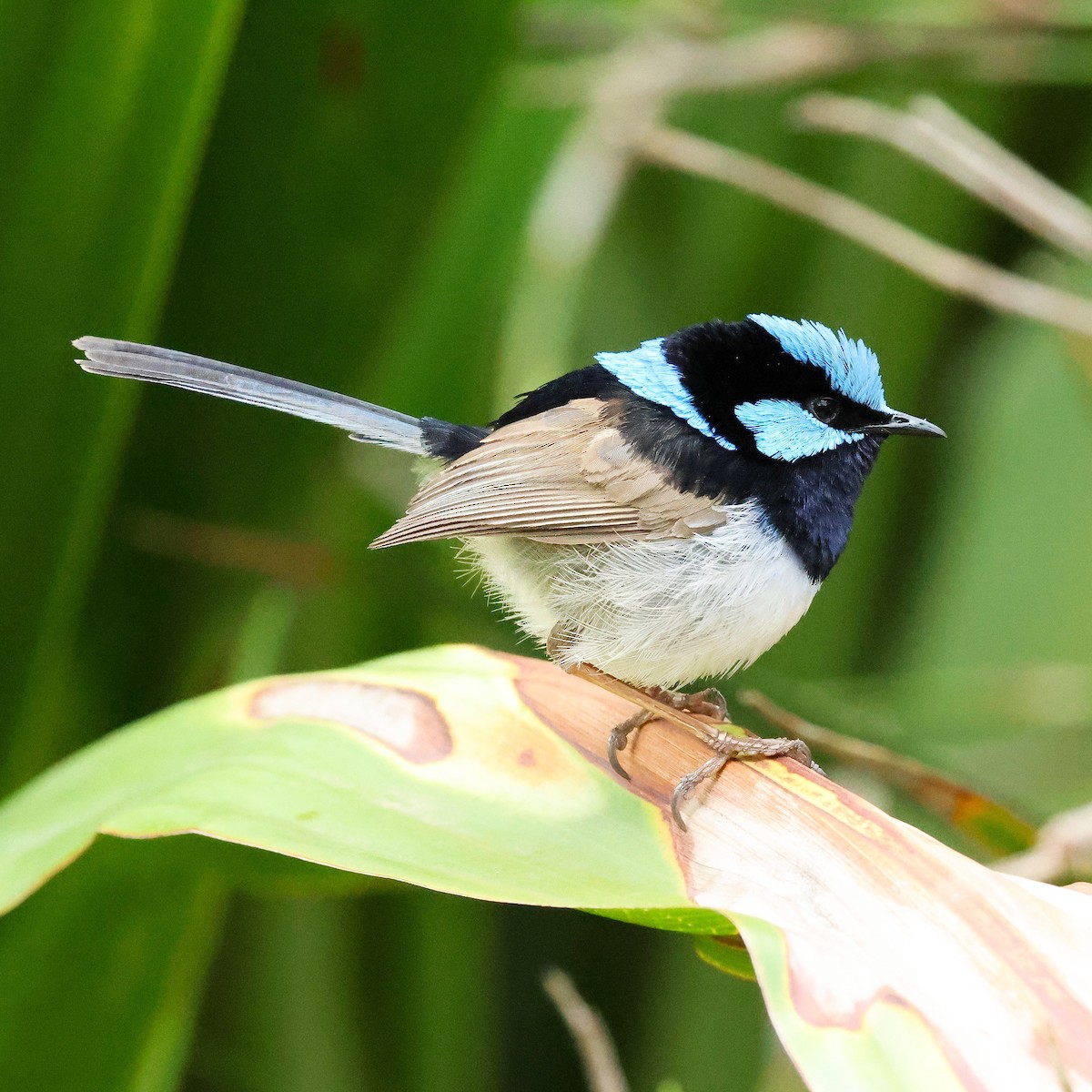 Superb Fairywren - ML645314079