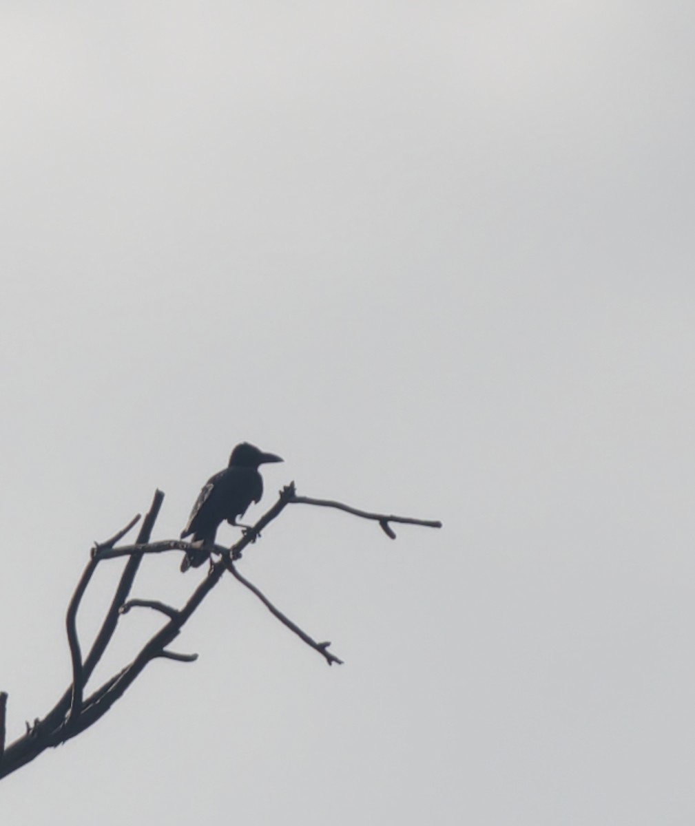 House Crow - ML645314080