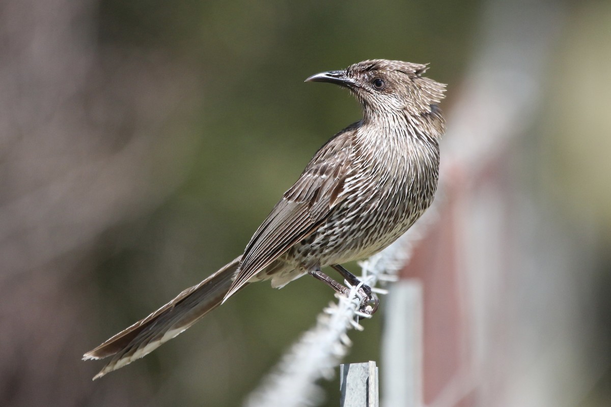 Little Wattlebird - ML645314081