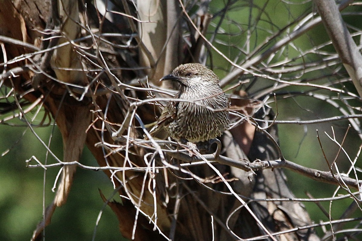 Little Wattlebird - ML645314082
