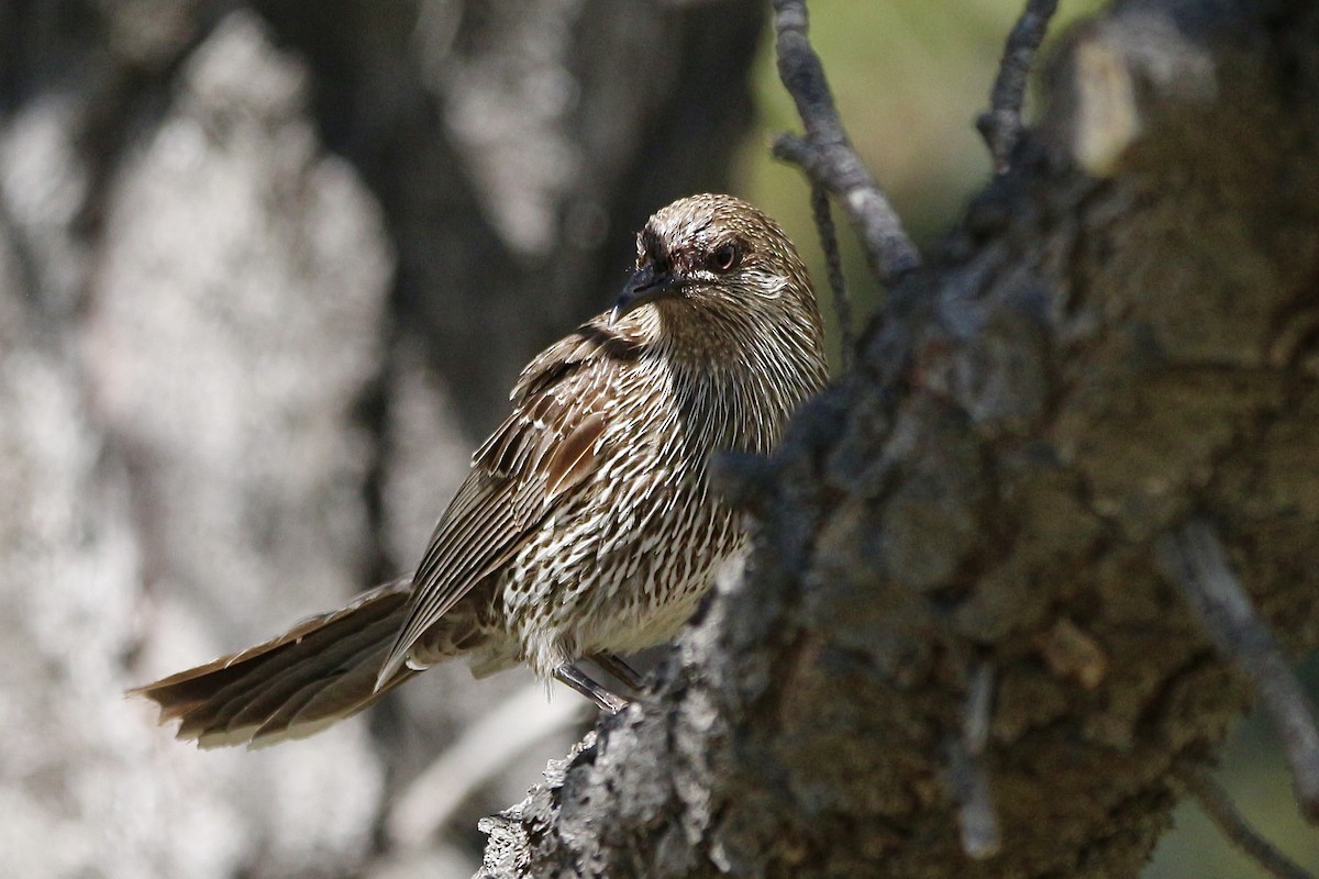 Little Wattlebird - ML645314083