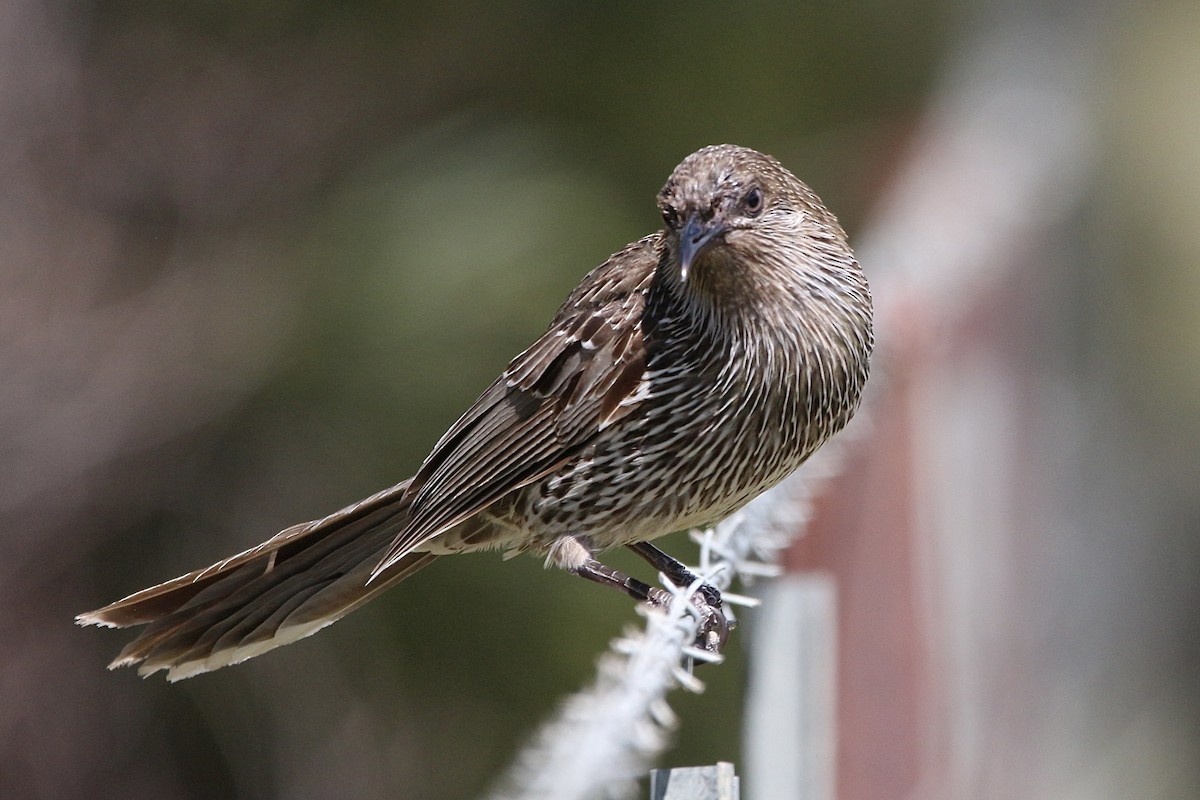 Little Wattlebird - ML645314084