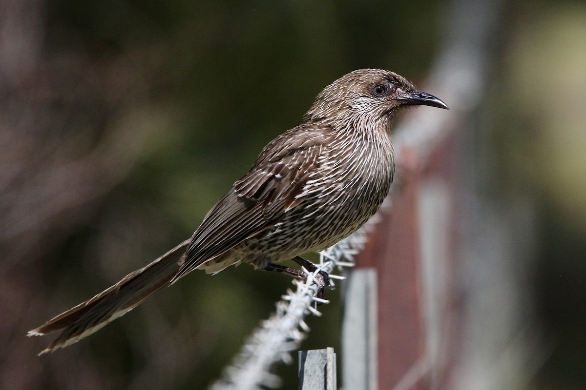 Little Wattlebird - ML645314085