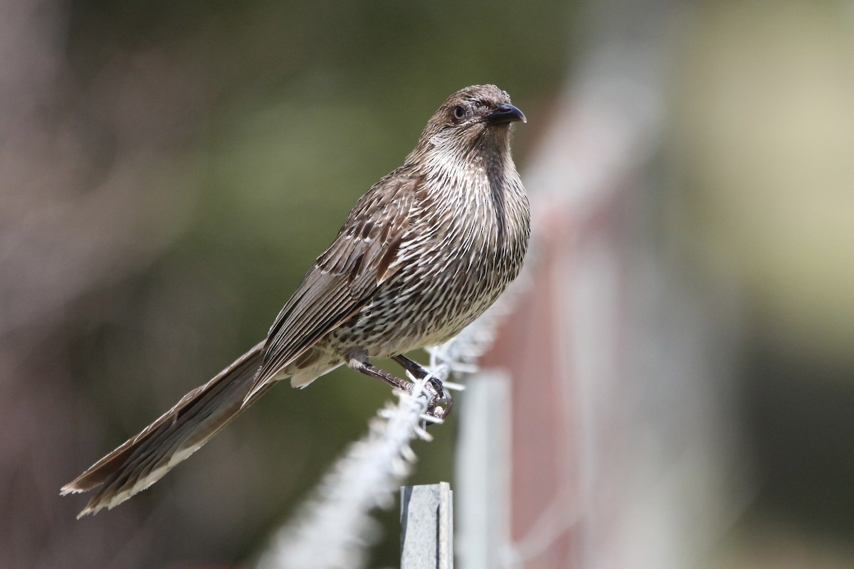 Little Wattlebird - ML645314086