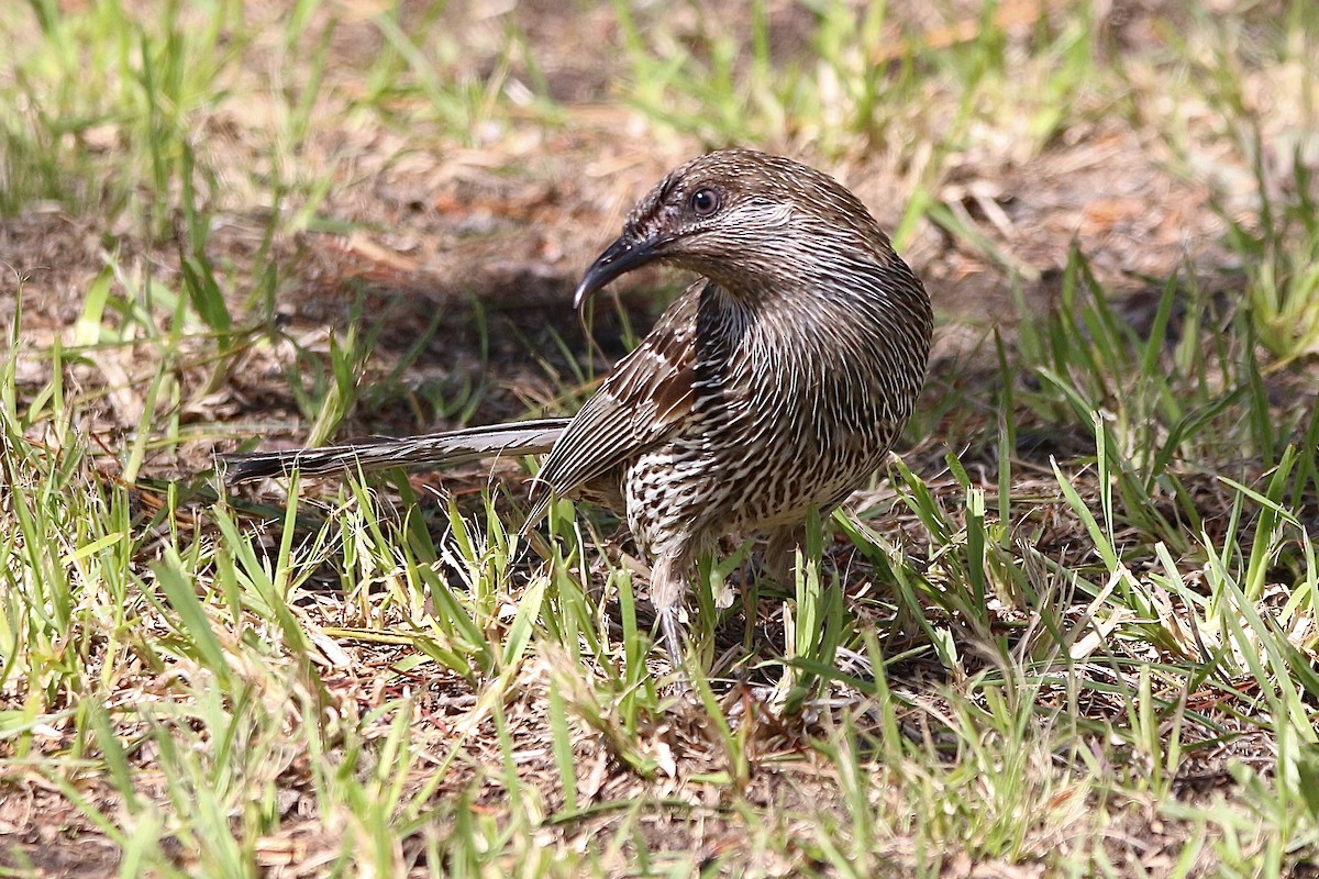 Little Wattlebird - ML645314087