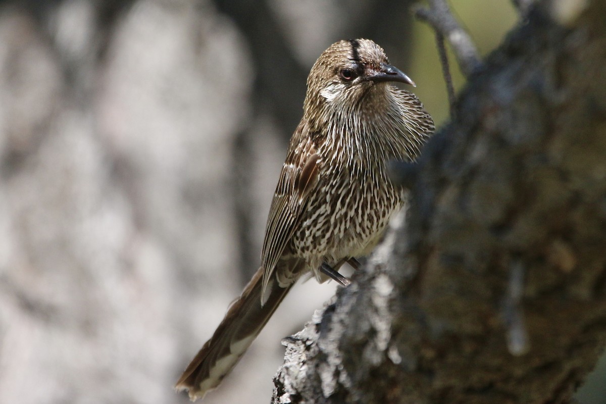 Little Wattlebird - ML645314088