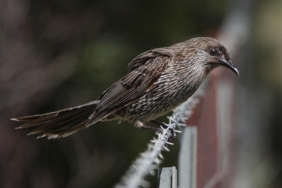 Little Wattlebird - ML645314089