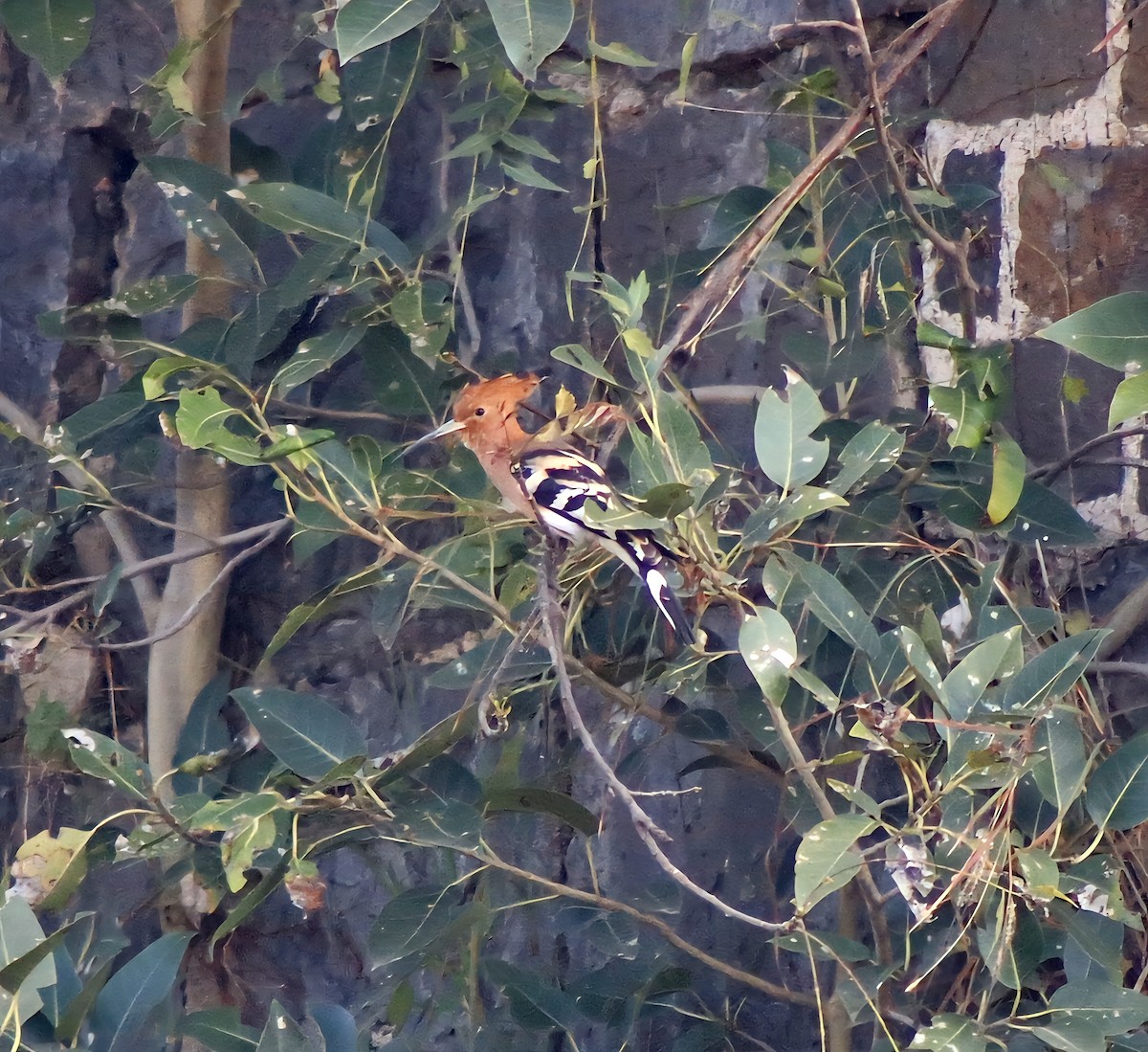 Common Hoopoe - ML645314090