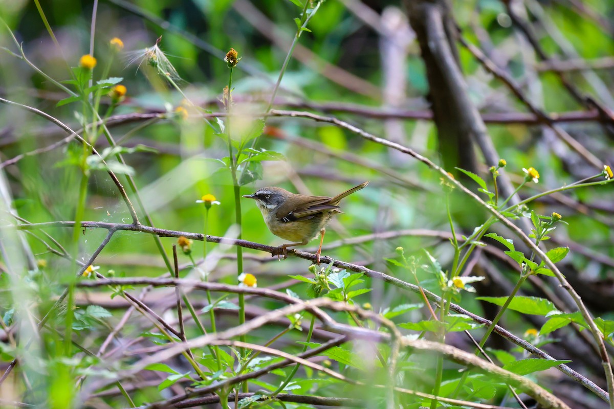 White-browed Scrubwren - ML645314115