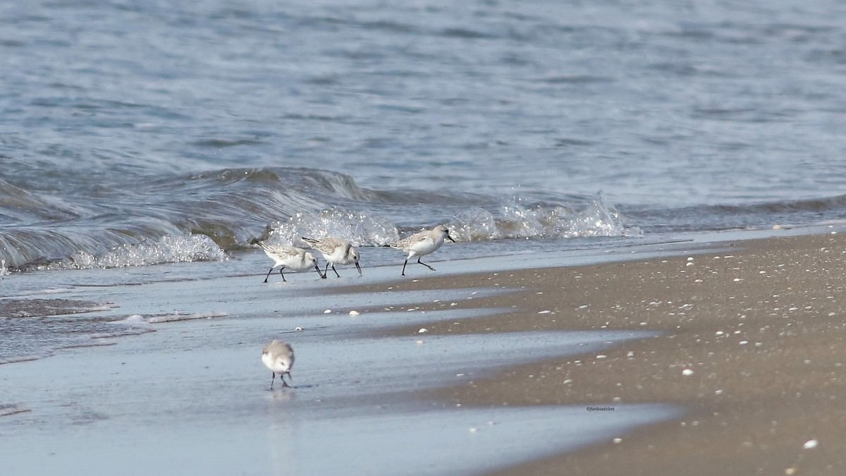 Sanderling - ML645314119