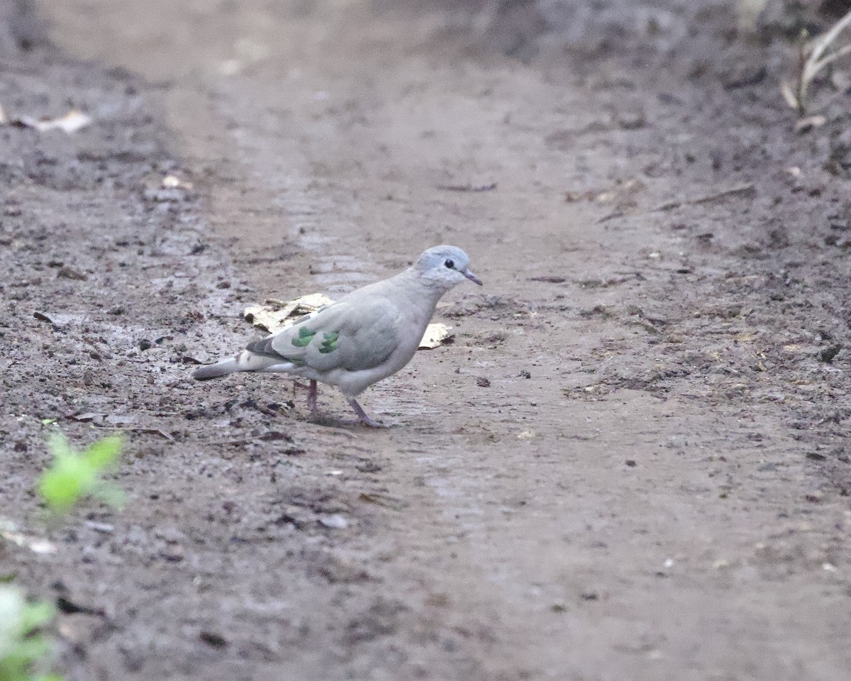 Emerald-spotted Wood-Dove - ML645314132