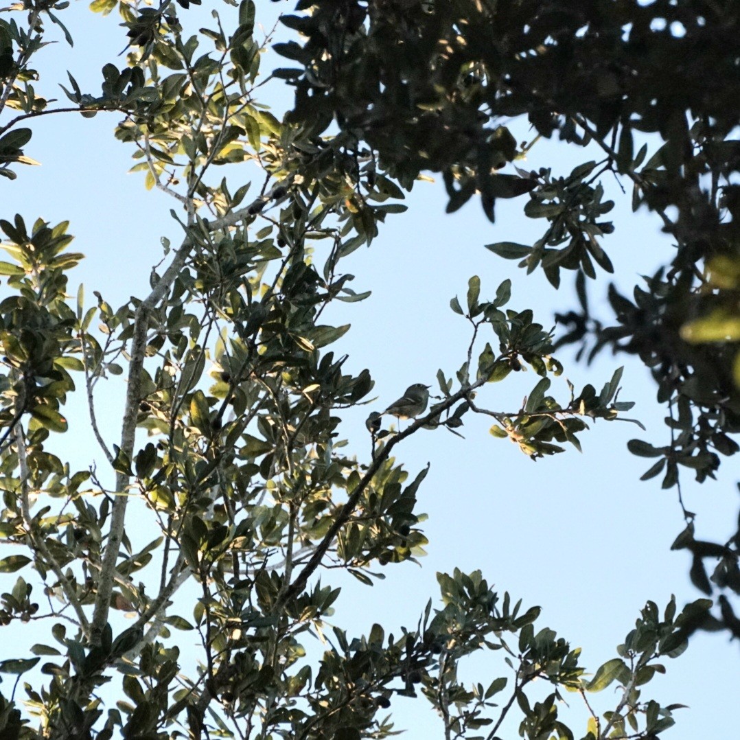 Золотомушка рубіновочуба - ML645314142