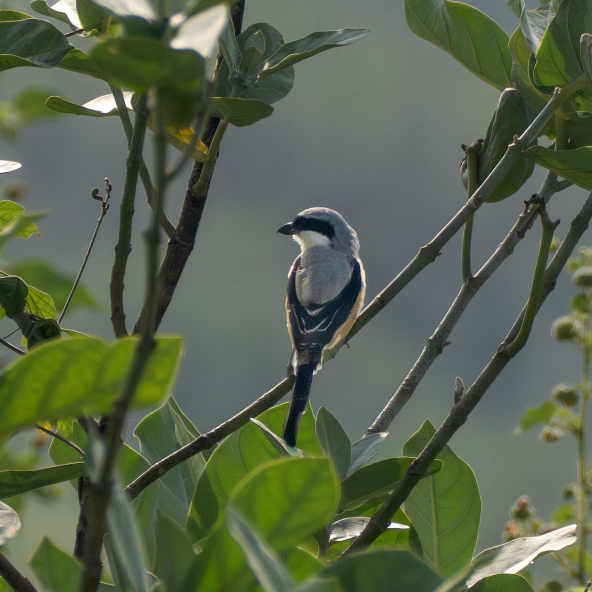 Long-tailed Shrike - ML645314145