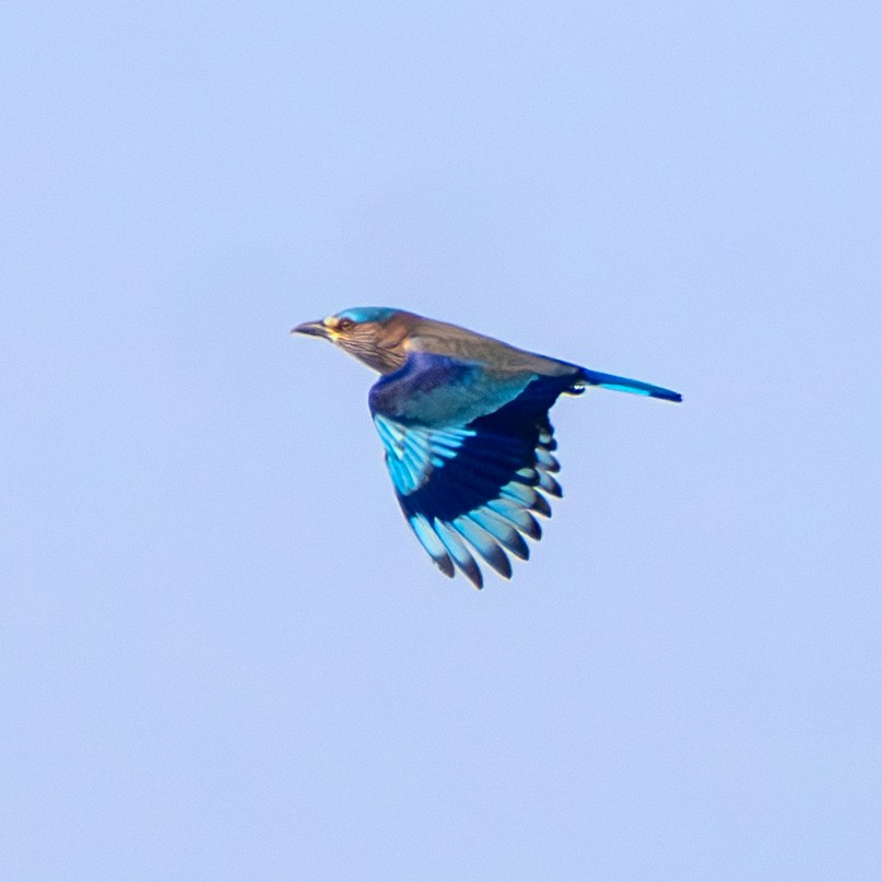 Indian Roller - ML645314152