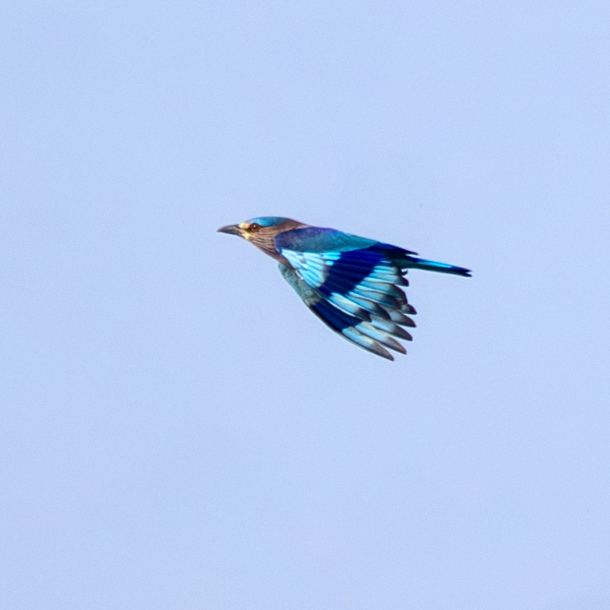 Indian Roller - ML645314153