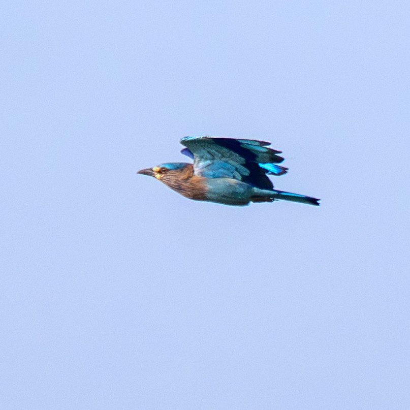 Indian Roller - ML645314154
