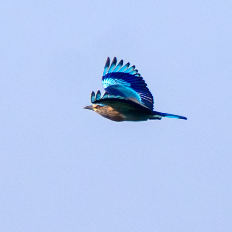 Indian Roller - ML645314155
