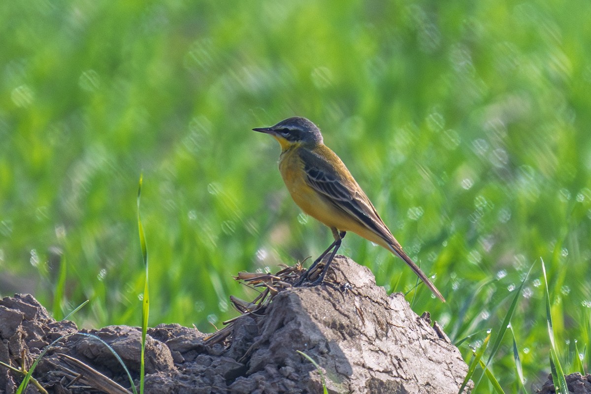 Western Yellow Wagtail - ML645314156