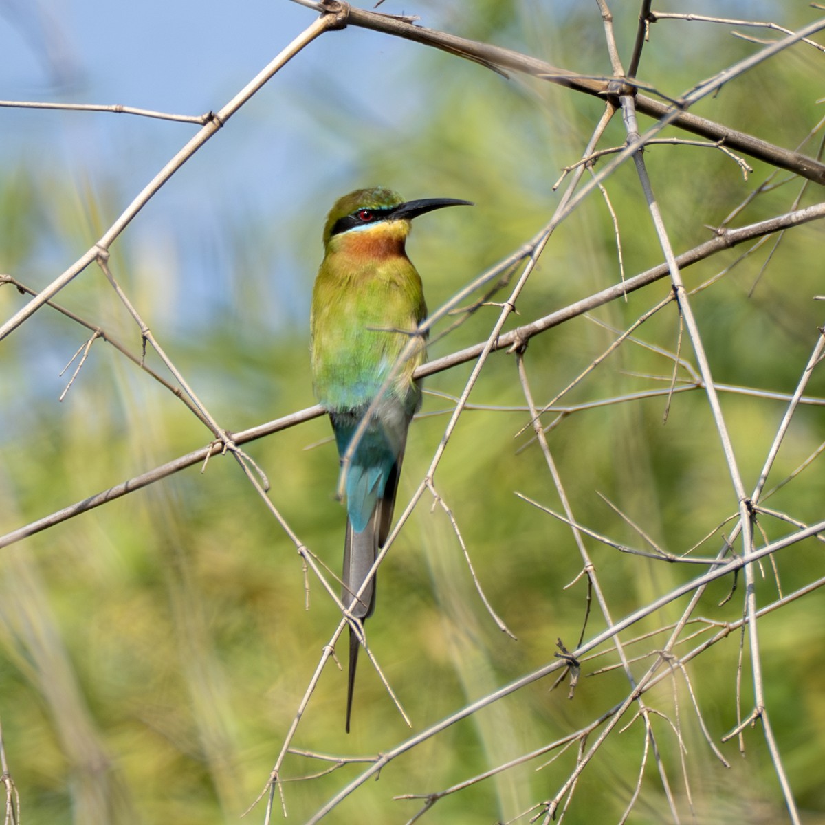 Blue-tailed Bee-eater - ML645314158