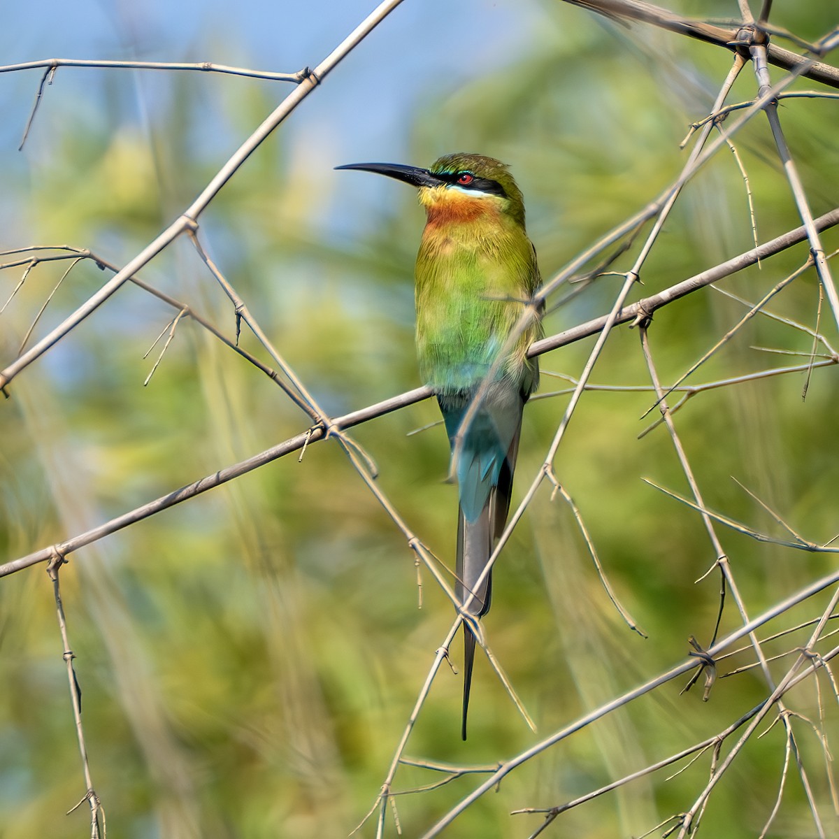 Blue-tailed Bee-eater - ML645314159