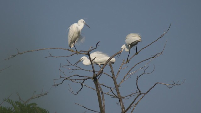 Seidenreiher - ML645314170