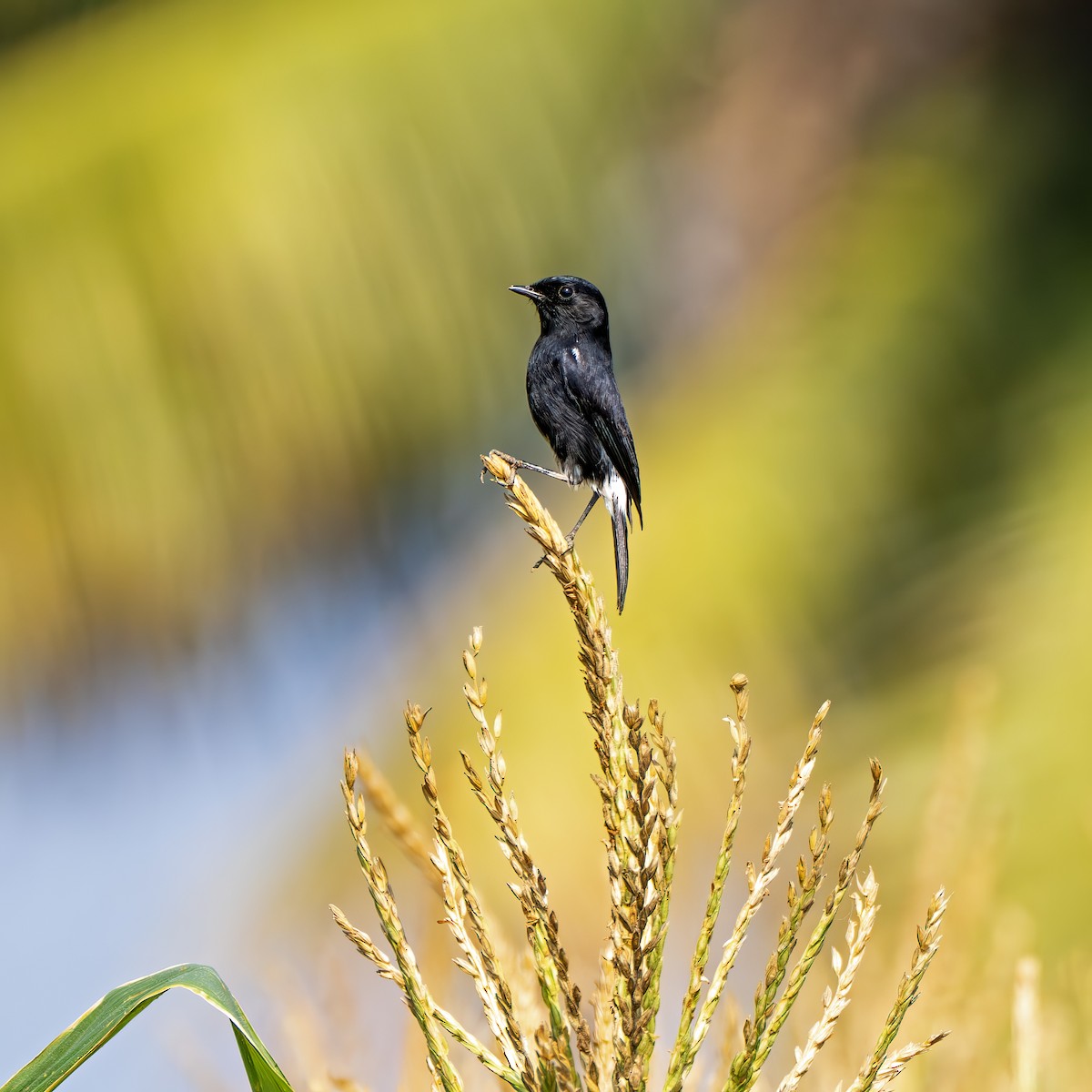 Pied Bushchat - ML645314173