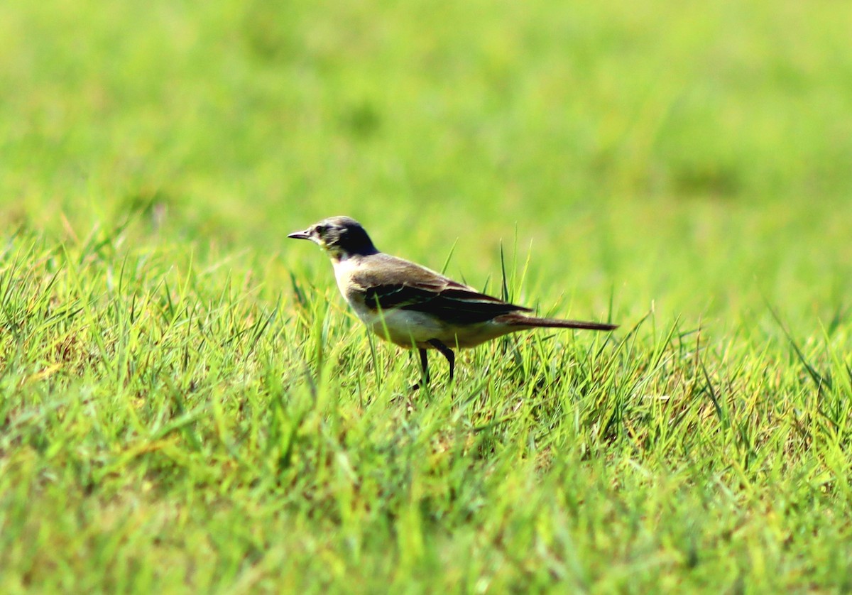 Western Yellow Wagtail - ML645314174