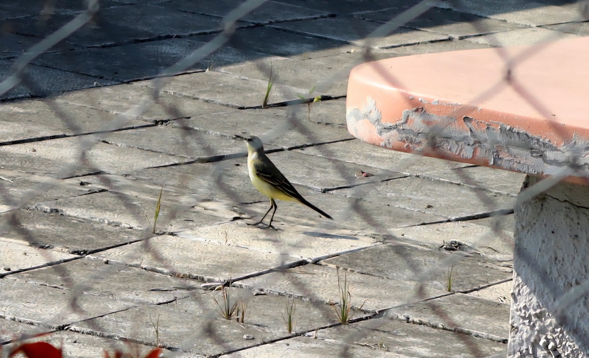 Western Yellow Wagtail - ML645314175