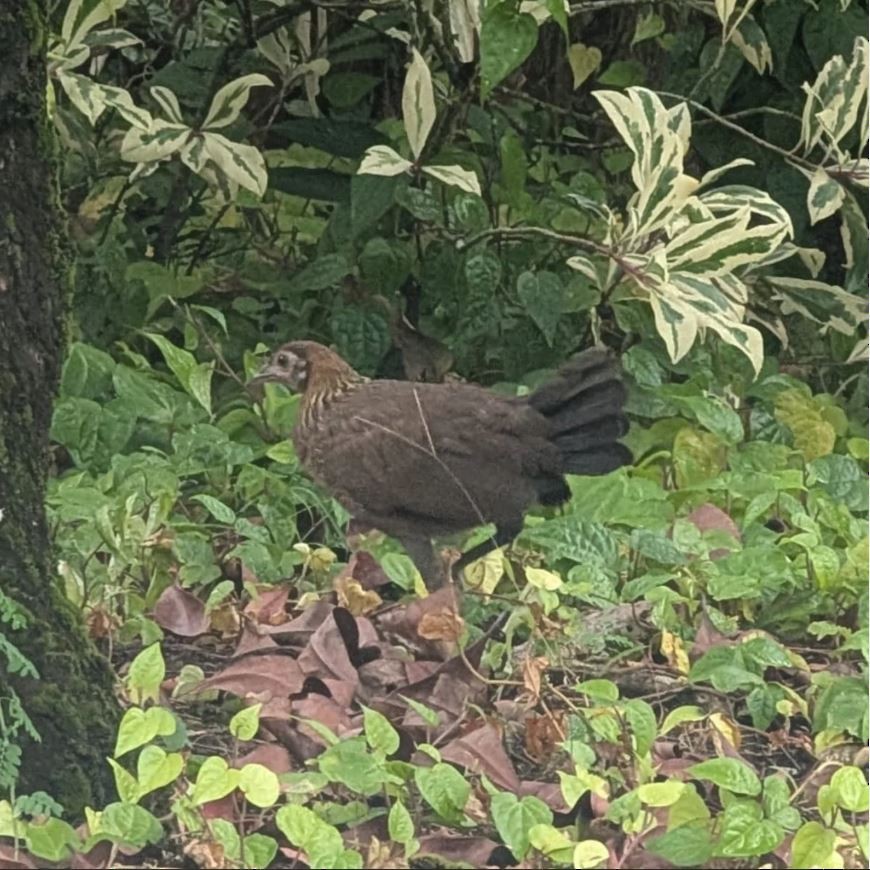 Red Junglefowl - ML645314179