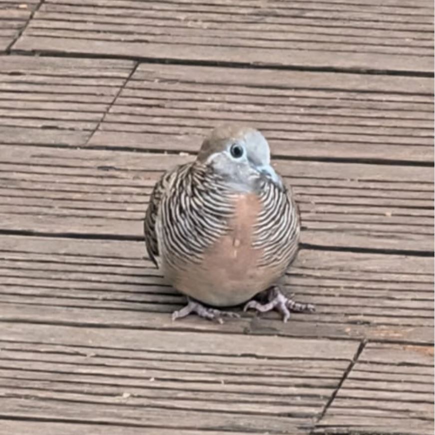 Zebra Dove - ML645314180