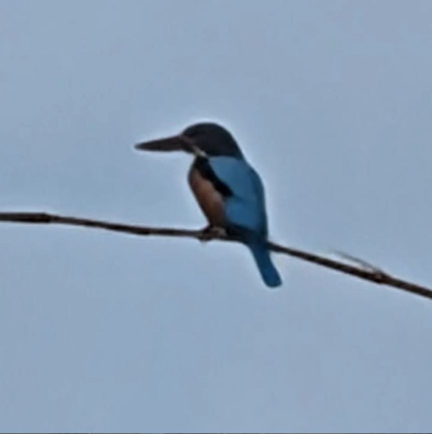 Collared Kingfisher - ML645314184
