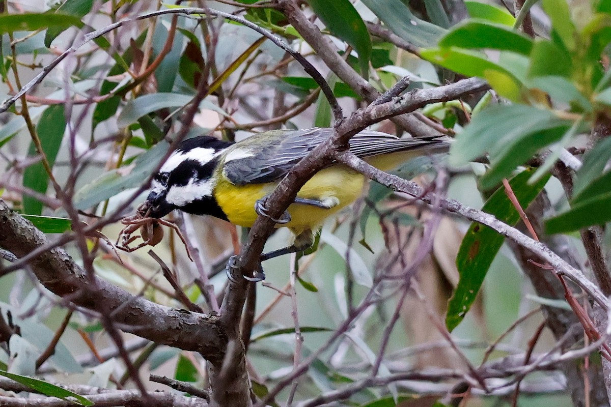 Eastern Shrike-tit - ML645314185