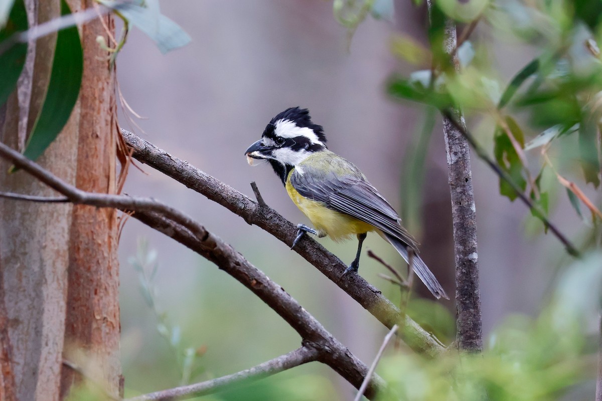 Eastern Shrike-tit - ML645314186