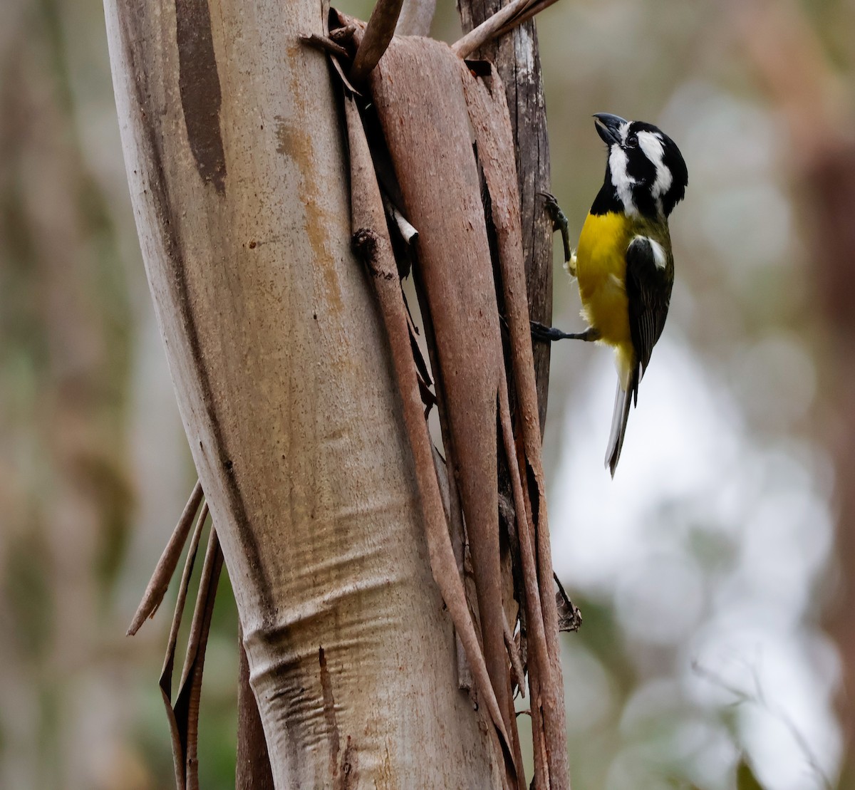 Eastern Shrike-tit - ML645314187