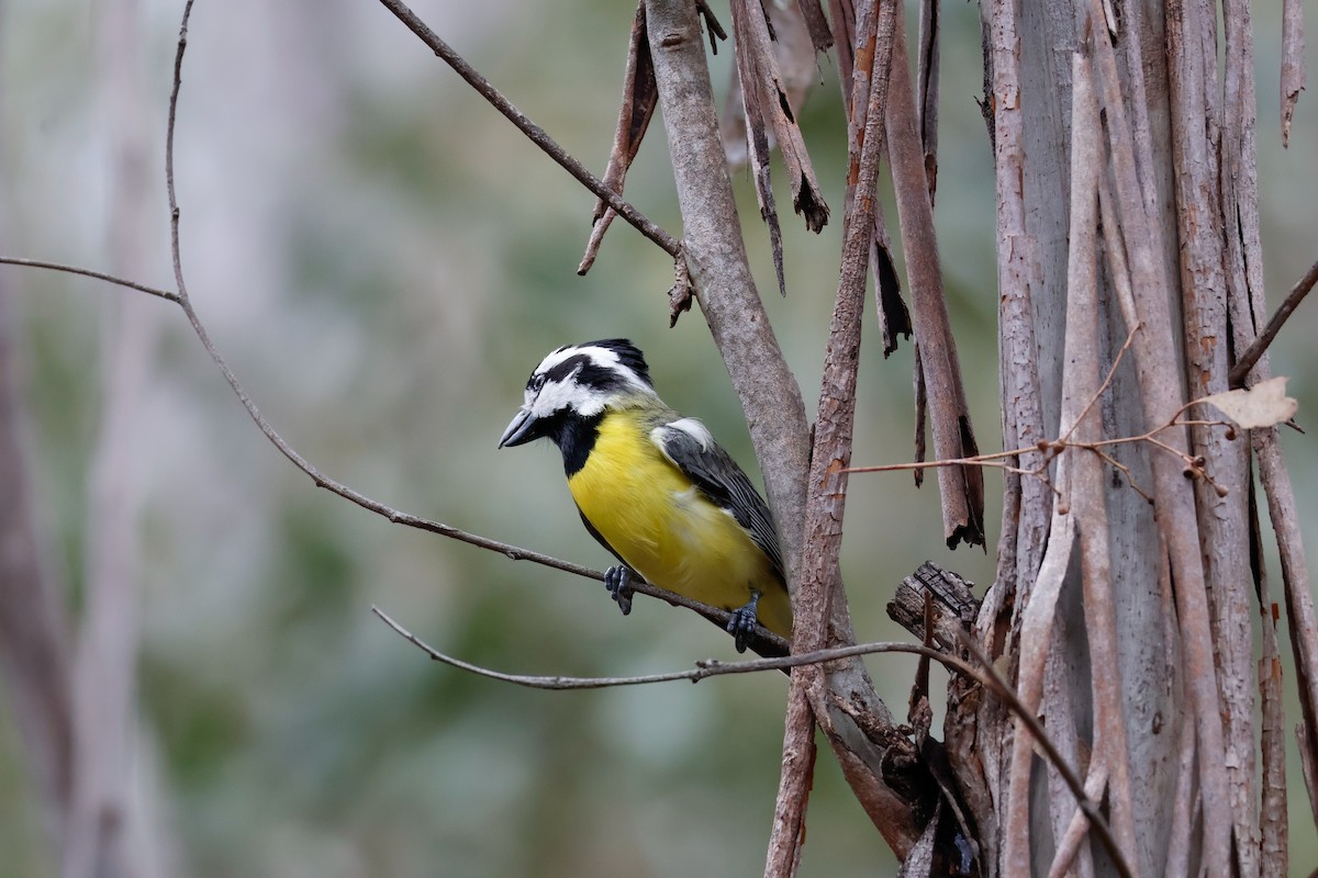 Eastern Shrike-tit - ML645314188